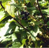 Black Currant Extract/Ribes nigrum/Anthocyanin